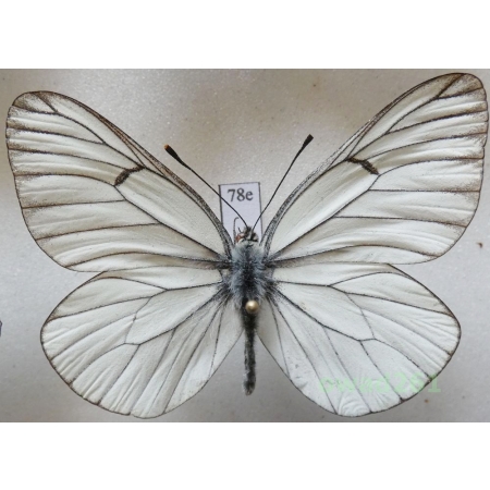 Aporia crataegi (Linnaeus, 1758) male Poland78e